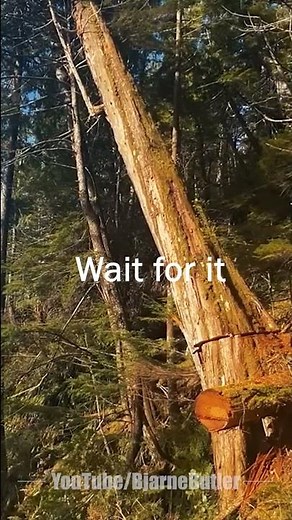 cutting 3 trees down at the same time