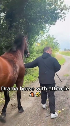 Horse.exe has stopped working.#shorts #funny #horse #funnyanimals #2026