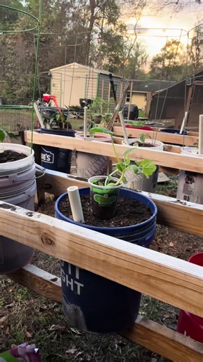 Planting Squash for a Container Garden