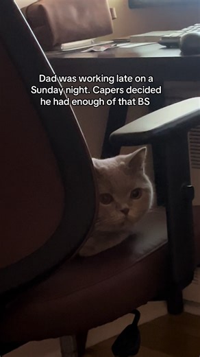 Creative Ways to Balance Work and Pet Care