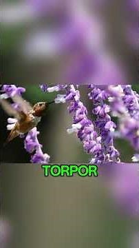 The Bird That Flies Backward – Hummingbird Animal Facts