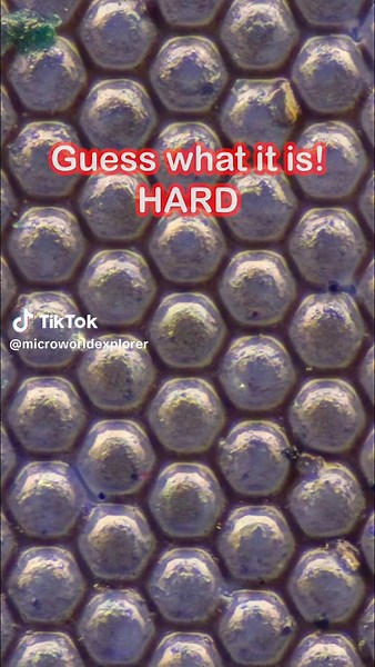 Guessing Game! 🤔🤯 #macro #photography #zoom #macrozoom #macroworld #macrovideo #microscope #guess #foryoupage #fyp #viral