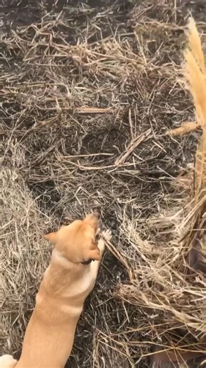 Ever hunt a water spread for snow geese? #reactionwaterfowl | Reaction Waterfowl