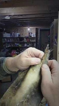 MUSKRAT HIDE TANNING! Breaking/softening the hide. #muskrat #hide #fur #trapping #short #shorts