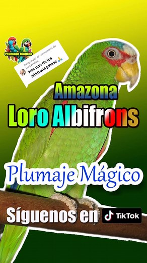 Loros Amazona Albifrons: Plumaje, Características y Alimentación