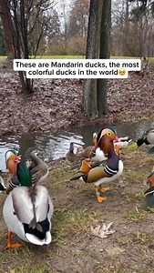 59K views · 464 reactions | Mandarin ducks are famous for their...
