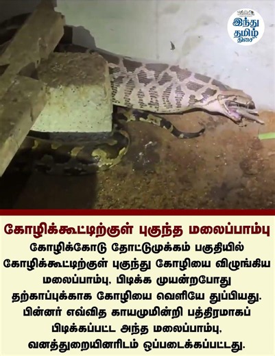 கோழியை விழுங்கிவிட்டு நகர முடியாமல் தவித்த மலைப்பாம்பு பத்திரமாக மீட்பு!