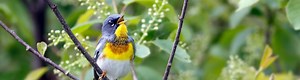 Conserving Bird Habitat in Cities - Center for Land Use Efficiency