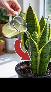 Many Don’t Know Snake Plants Can Bloom. Here’s How to Help Yours Flower | Homestead Gardening