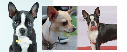 Boston Terrier Chihuahua Mix Dog Temperament, Health and cost