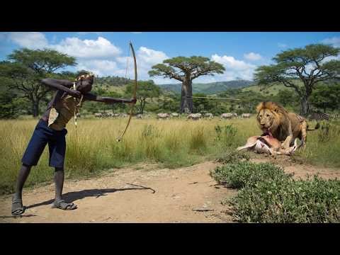 Facing Africa's Deadliest Predators: How the Hadzabe Tribe Hunts Lions