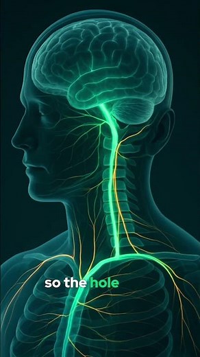 Pulsetto VNS Placement 😌