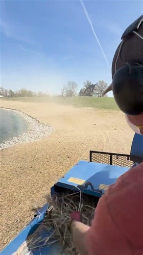 Covering that grass seed with hay!