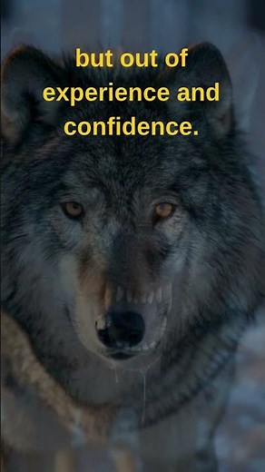 No One Gets Left Behind — The Truth About Wolf Packs