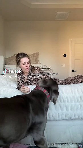 Understanding Cane Corso Noises and Behaviors