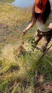 When you catch a snapping turtle in your beaver trap! 🐢 #beavertrapping #trapping #duketraps #trap