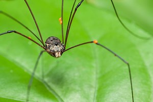 Daddy Longlegs Ditch Their Legs to Escape Death