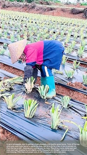 How to grow pineapples #smartfarming #gardeningtips #plants