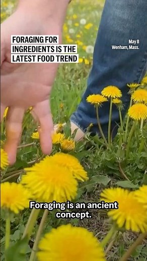 Foraging for ingredients is the latest food trend