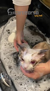 KUCING KAMPUNG PUN BOLEH JADI GEBU?! Selagi ada ada bulu, selagi tu si meow kesayangan anda boleh jadi gebu! . . “Dah 3 tahun jaga Miki, tak sangka bulu dia boleh jadi gebu macamni after buat spa” “Kucing saya ni kucing kampung je, tak makan supplement apa2, makan kibbles je. Tapi sekarang dah macam kucing parsi gebunya.” Ini antara feedback yang kami terima daripada customer selepas beberapa kali kucing mereka mendapatkan servis Beauty Catzospa. -------------------------------------------------