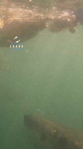 197K views · 1.1K reactions | Great White Shark Comes Through The Surface With Mouth Wide Open | White Shark Ocean | Facebook