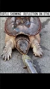 Turtle over speed vs cat reflection 🥶😟 #wildlife #animallife #reflection #cat