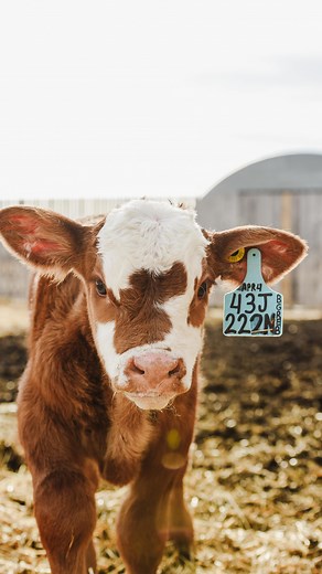 1.5K views · 49 reactions | Tagging calves isn’t a daily task around...