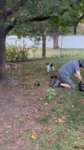 9.3K views · 348 reactions | Here's our East Hartford cats. There's hundreds and hundreds of Strays in East Hartford. And people do take care of them this is our group. A year ago Tina passed away we've been caring for them ever since. Someday somebody will buy this home and I hope the new owners are cat friendly cuz they're going to have cats. | Feral Cats of East Windsor | Facebook