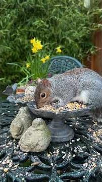 Squirrel Steals the Fat Ball from My Bird Table 🐿️