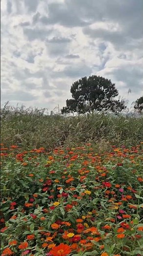 Recorder Concerto in C Major, RV 443. 1. AllegroㆍMaurice Steger, Cappella Gabetta ㆍAntonio Vivaldi