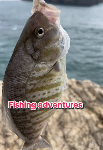 Fishing in the rocks for perch and lingcod. #fishinglife #outdoors #angling #perch #TikTokCreatorSearchInsightsIncentive