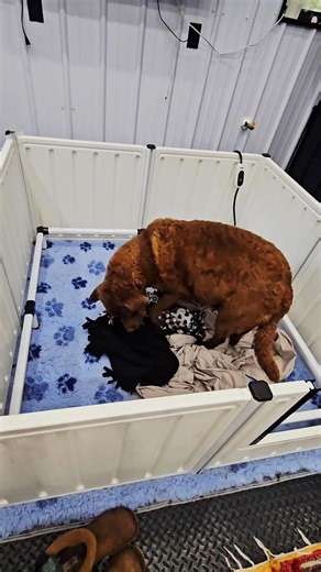 🐾 Day 62 of 63 — we’re so close! 🐾 Rayne went into her whelping box all on her own today and started digging and circling — classic nesting behavior as her instincts prepare her for delivery. 💕 Her temperature is still low, but no other signs of active labor yet. This quiet, nesting stage is her body’s way of saying, “It’s almost time.” 🐶🍼 We’re keeping everything calm and ready! ✨ Rayne x Steele babies 🐾 #ShoreAcresChesapeakes #RayneyBabies #Day62 #WhelpWatch #PuppyCountdown #ChesapeakeBa