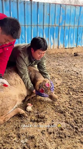 Removing the Hard Deer Antler Button 🦌💥#animals #farm #animalcare