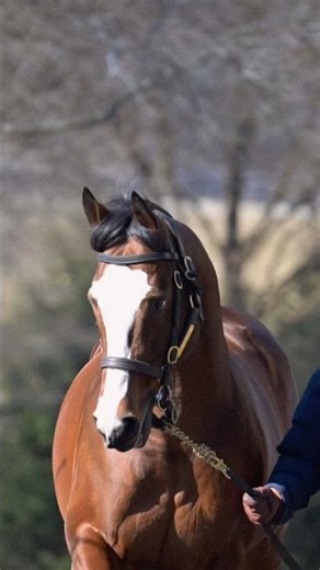 Tiz The Law #homeofchampions #coolmoresires #thoroughbred