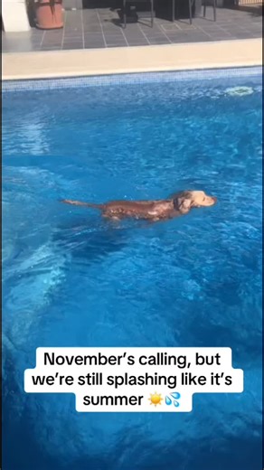 November’s calling, but we’re still splashing like it’s summer ☀️💦 #halloween #bonfirenight #swimming #dogs #marbella | VIP Canine Concierge
