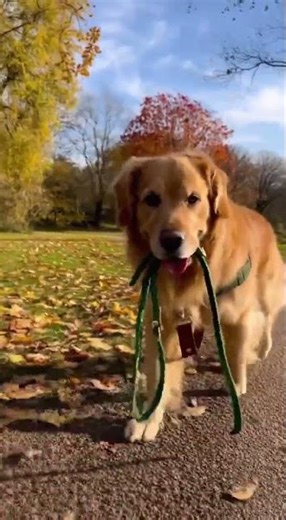A Dog’s Solo Adventure at the Park | A Day Out Without the Owner 🐶🌳