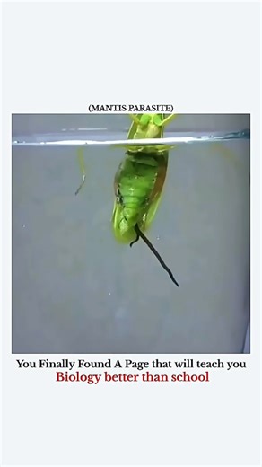 Explaining Science on Instagram: ""Meet the mantis parasite — nature’s mind-blowing survival strategy. This tiny organism takes control of its host in a way that looks straight out of a science fiction movie. Watching biology in action like this teaches more than any classroom ever could. If you love weird, amazing, and surprising facts about the natural world, this one is for you." . . . . . . . . . . DM for credit/removal #BiologyFacts #MantisParasite #NatureIsWeird #InsectWorld #AmazingNature