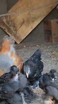 les techniques d'élevages des poules