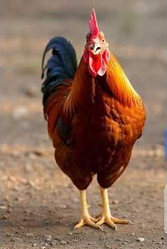 What is Noun | Noun definition