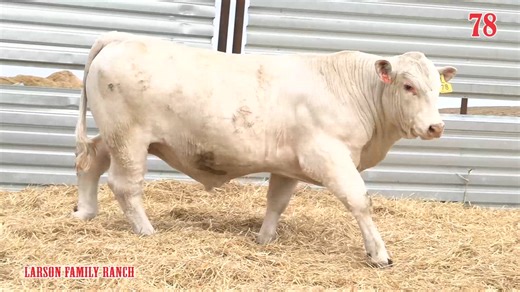 Lot 78: Larson Family Ranch - Annual Angus & Charolais Bull & Simmental Bull Sale