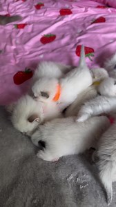 7.2K views · 451 reactions | I want to join the cuddle pile now | Pearl's Ragdolls | Facebook