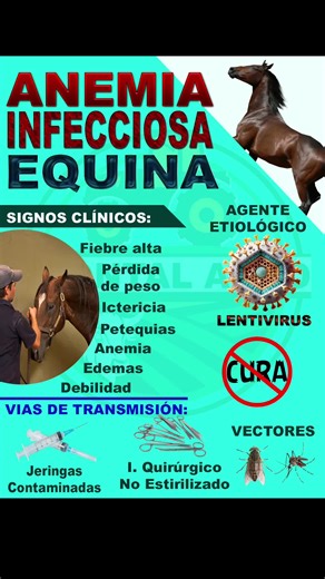 La anemia infecciosa equina (AIE) es una enfermedad viral crónica que afecta a caballos, mulas y burros. Es causada por un lentivirus de la familia Retroviridae y se transmite principalmente a través de insectos hematófagos, como tábanos y mosquitos, así como por el uso de agujas contaminadas o a través de la placenta. #caballos #enfermedades #equinos #veterinaria #zootecnia #agroindustria #agronomia #agropecuaria #animal #animalsoftiktok #animalsoftiktok #agro #campo #rancho