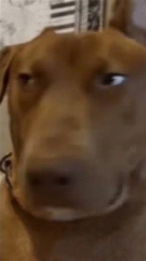 #grok #pets #grokai #cute #ai #cutedog #aivideo #puppy #chatgpt #pomeranian