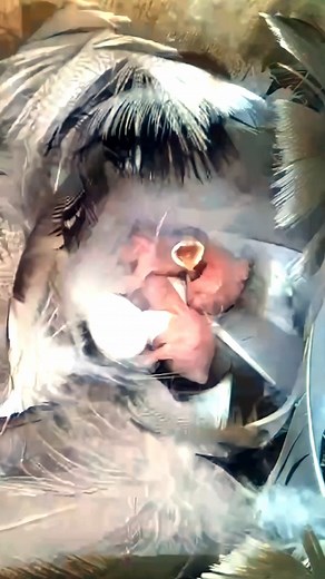2.3K views · 47 reactions | These Tree Swallow chicks are so tiny  #nestbox #livecam #birds #birdwatching #treeswallow #nature #wildlife #nestboxlive | Nest Box Live USA | Facebook
