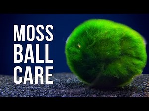 Marimo Moss Ball Care | Answering 6 of the Most Googled Questions