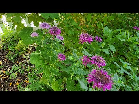 How to Grow Beautiful, Edible Bee Balm