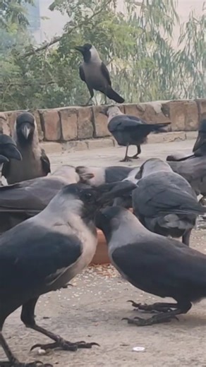 CROWS Food Eating Sounds Crowing Crows Sounds Bird's Sounds #shorts