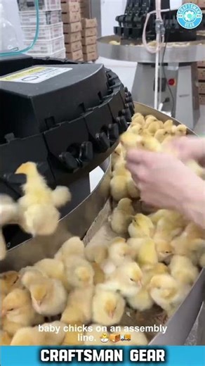 Baby Chick Sorting MACHINE and VACCINATION Assembly Line INSANE Speed 💨 Farm 🐥