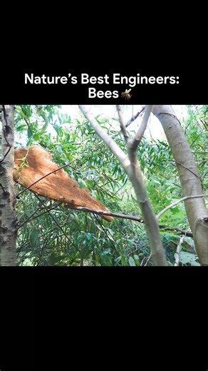 Theagritalkshow on Instagram: "Bees क्यों Nature ke best engineer हैं? bees importance, bees nature engineers, pollination process, role of bees in agriculture, bees and food security, pollinators importance, bees farming India, honey bee benefits, ecosystem balance bees, sustainable agriculture pollination, biodiversity and bees, agritalk podcast, agritalk by abhinav #Bees #Pollination #NatureEngineer #SaveBees #SustainableAgriculture #FoodSecurity #Biodiversity #HoneyBees #FarmingAwareness #Ec