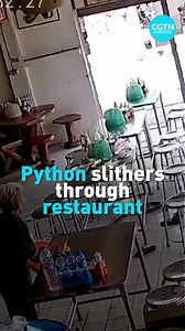This python had diners on their feet when it slithered into a restaurant in Thailand. #python #snakes #CGTNAmerica | CGTN